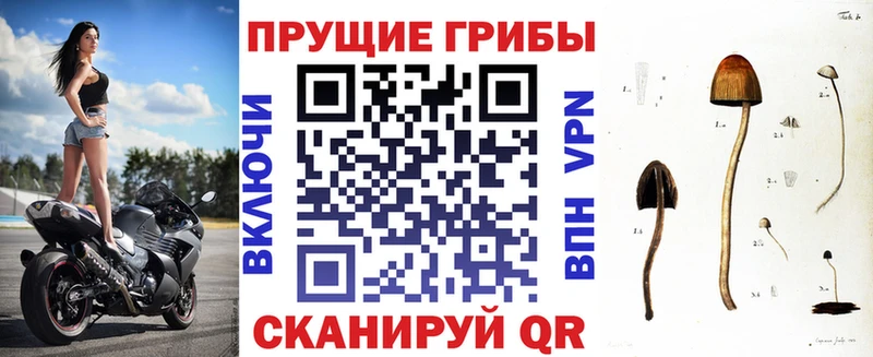 Псилоцибиновые грибы Psilocybe  как найти наркотики  Пересвет 